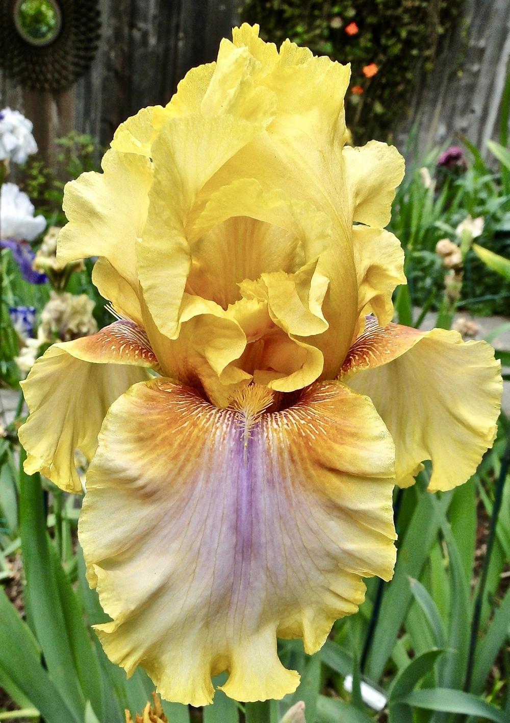 Photo of Tall Bearded Iris (Iris 'Strange Brew') uploaded by golden_goddess