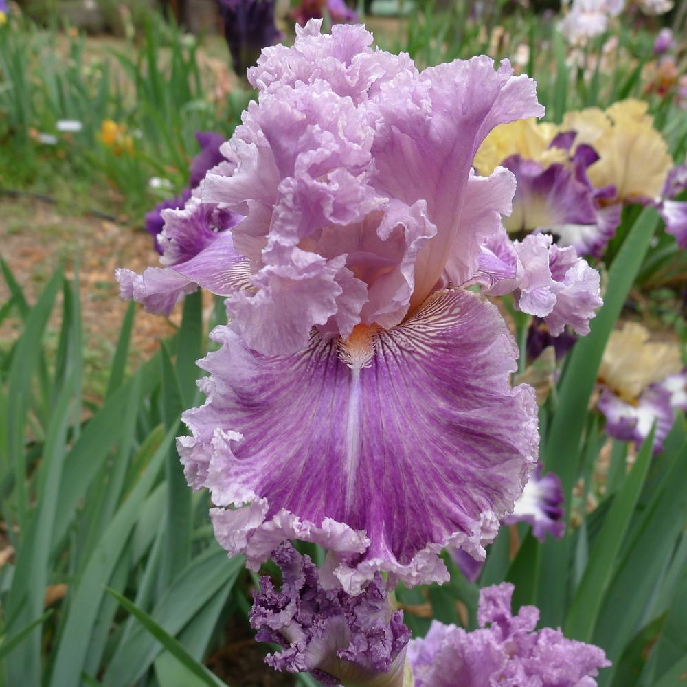 Photo of Tall Bearded Iris (Iris 'Just Witchery') uploaded by janwax