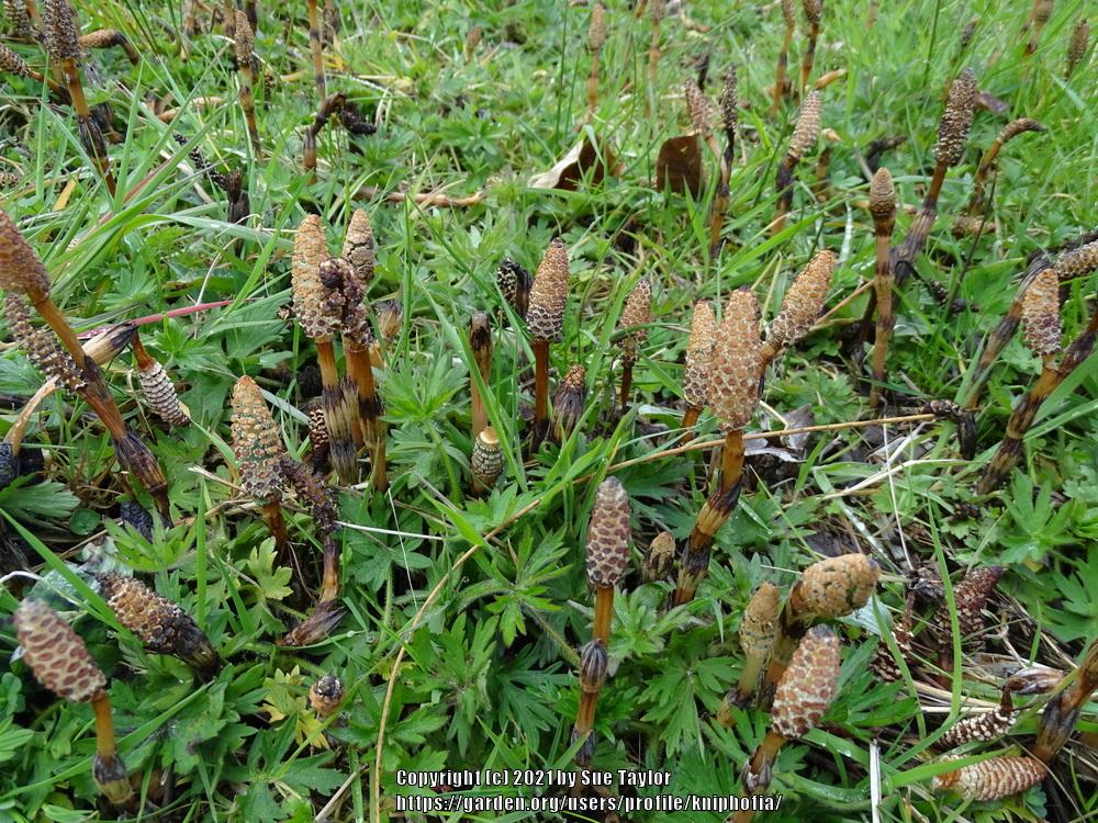 Photo of Field Horsetail (Equisetum arvense) uploaded by kniphofia