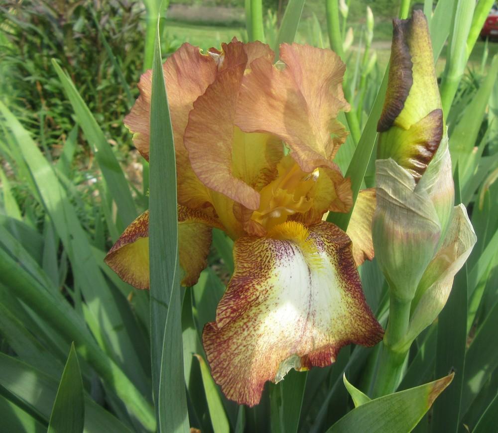 Photo of Tall Bearded Iris (Iris 'Belvi Queen') uploaded by tveguy3