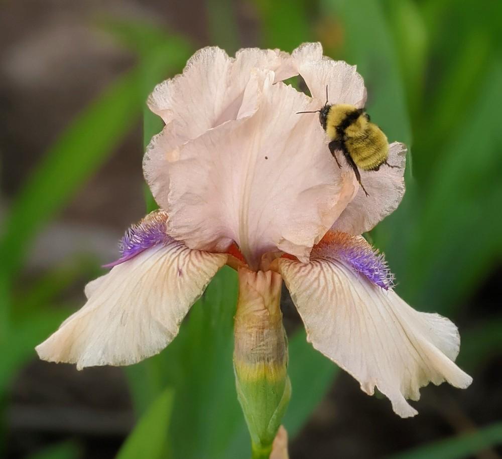 Photo of Intermediate Bearded Iris (Iris 'Viper') uploaded by Artsee1