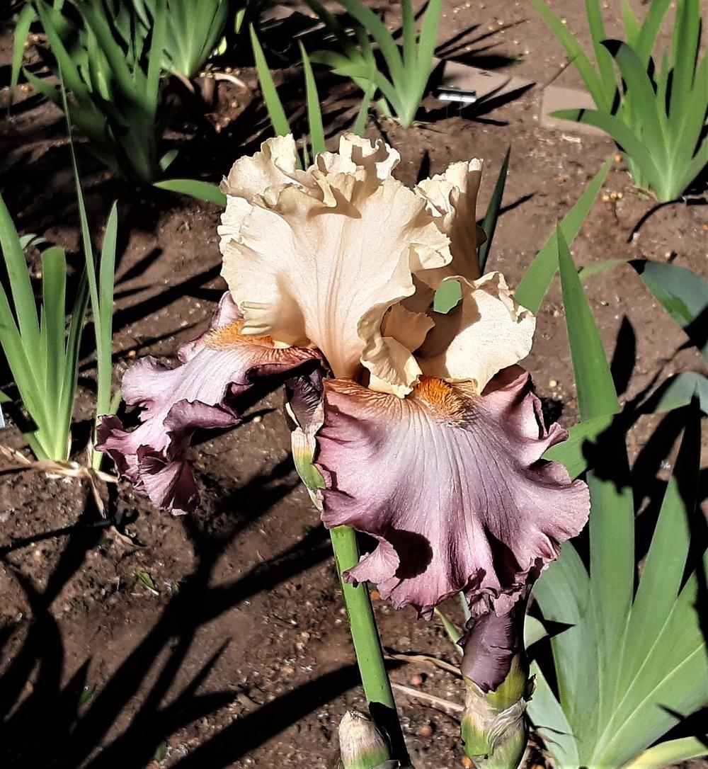 Photo of Tall Bearded Iris (Iris 'High Chaparral') uploaded by Bitoftrouble
