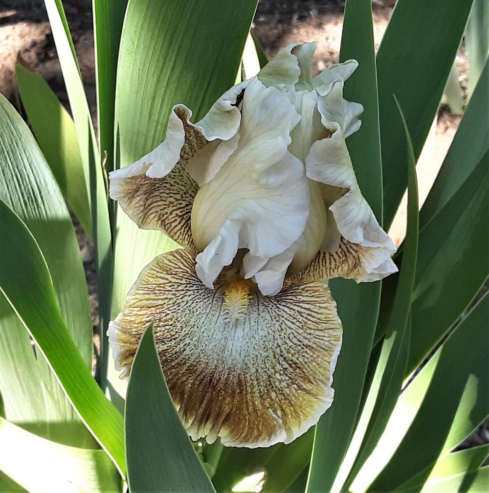Photo of Tall Bearded Iris (Iris 'Owyhee Desert') uploaded by Bitoftrouble