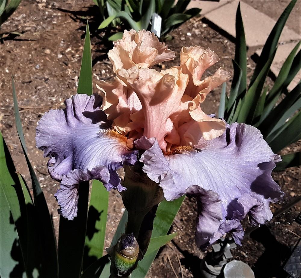 Photo of Tall Bearded Iris (Iris 'Fashionista') uploaded by Bitoftrouble