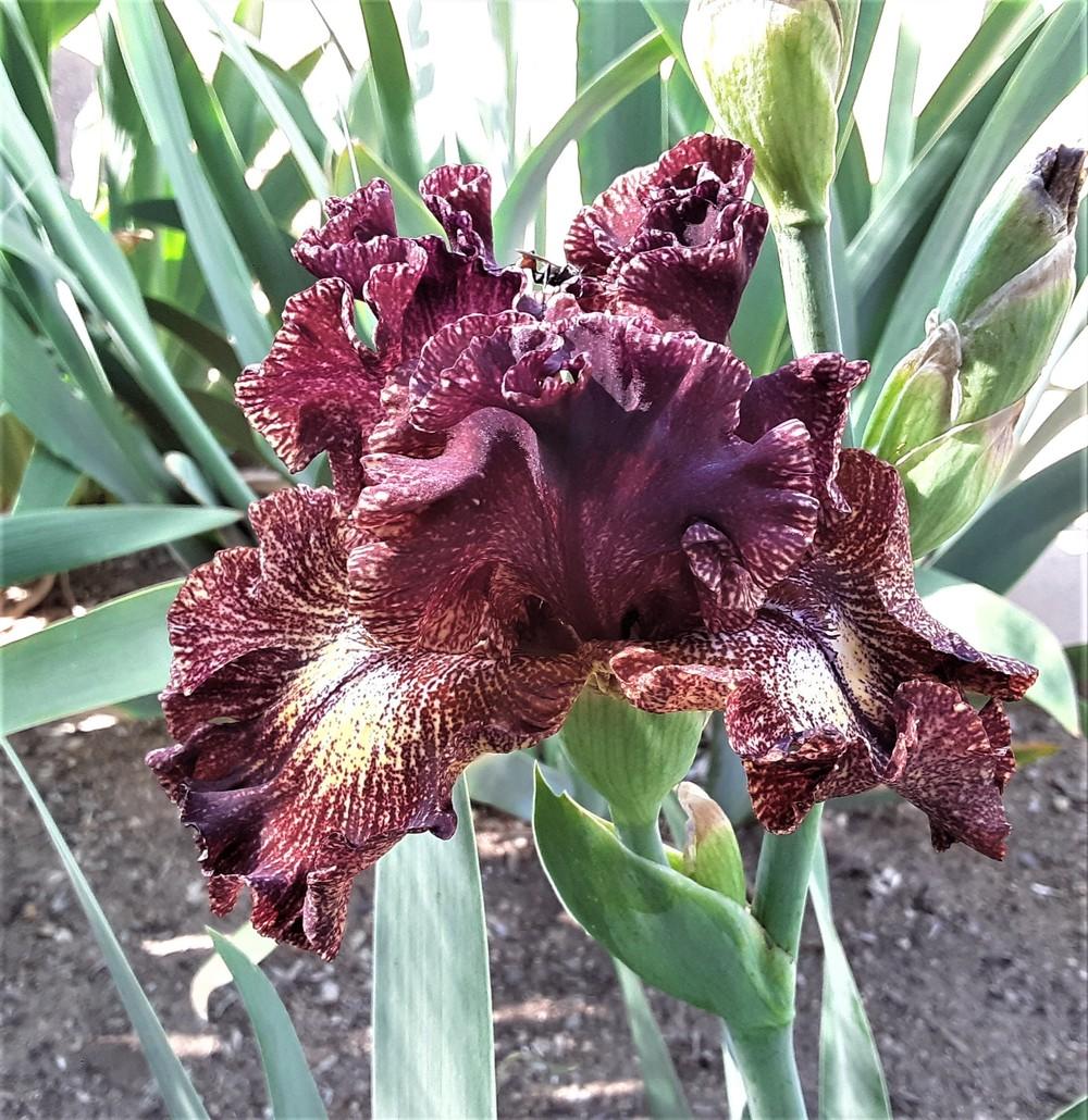 Photo of Tall Bearded Iris (Iris 'Fire Danger') uploaded by Bitoftrouble