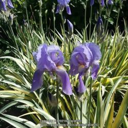 
Date: 2021-05-08
Iris pallida 'Variegata'