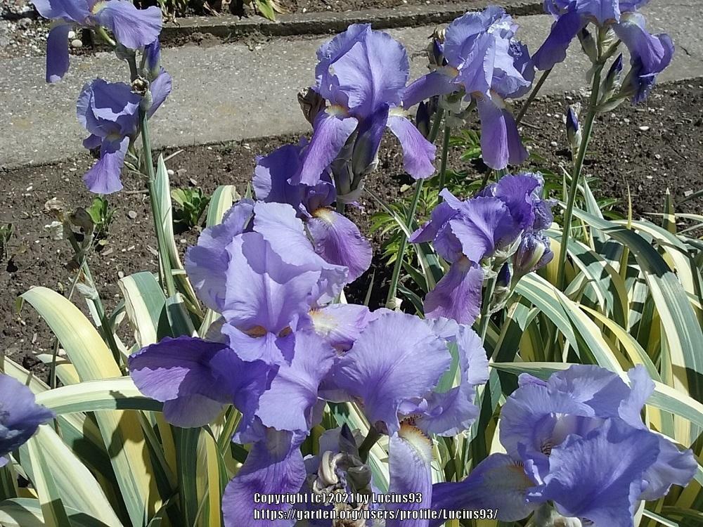 Photo of Species Iris (Iris pallida) uploaded by Lucius93