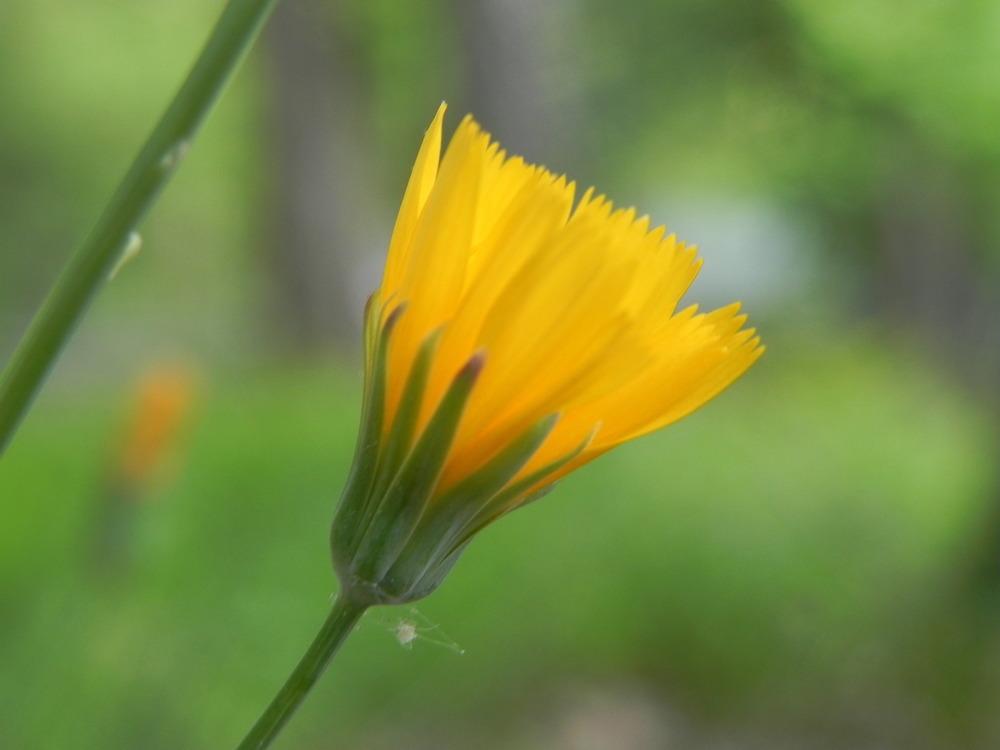 Photo of Dwarf Dandelion (Krigia biflora) uploaded by SL_gardener