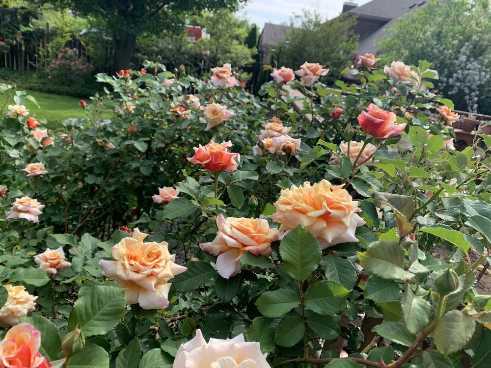 Photo of Rose (Rosa 'Caramella') uploaded by dana