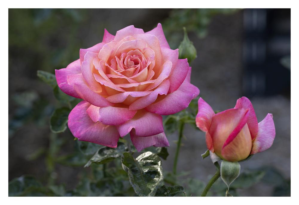 Photo of Rose (Rosa 'Chicago Peace') uploaded by kohala
