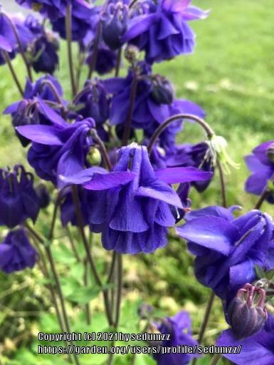 Photo of Columbine (Aquilegia vulgaris 'Blue Barlow') uploaded by sedumzz