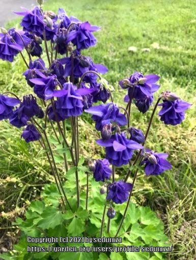 Photo of Columbine (Aquilegia vulgaris 'Blue Barlow') uploaded by sedumzz