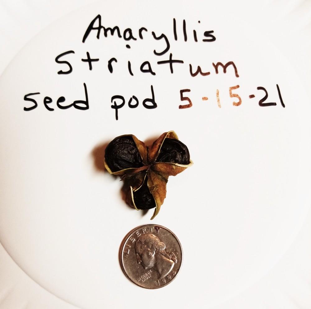 Photo of Amaryllis (Hippeastrum striatum) uploaded by tabbycat