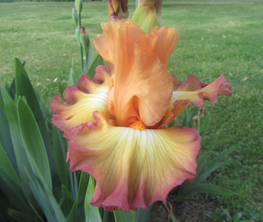 Photo of Tall Bearded Iris (Iris 'Oil Painting') uploaded by tveguy3
