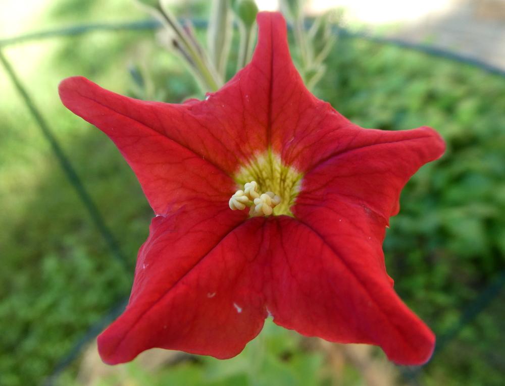Photo of Petunia (Petunia exserta) uploaded by wildflowers