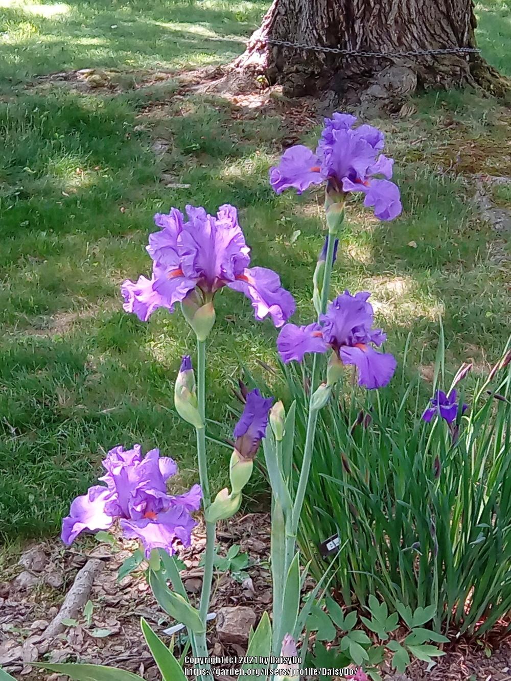 Photo of Tall Bearded Iris (Iris 'Pacific Fire') uploaded by DaisyDo