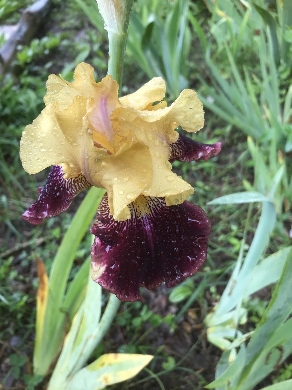 Photo of Tall Bearded Iris (Iris 'Ziggy') uploaded by DonnaKribs