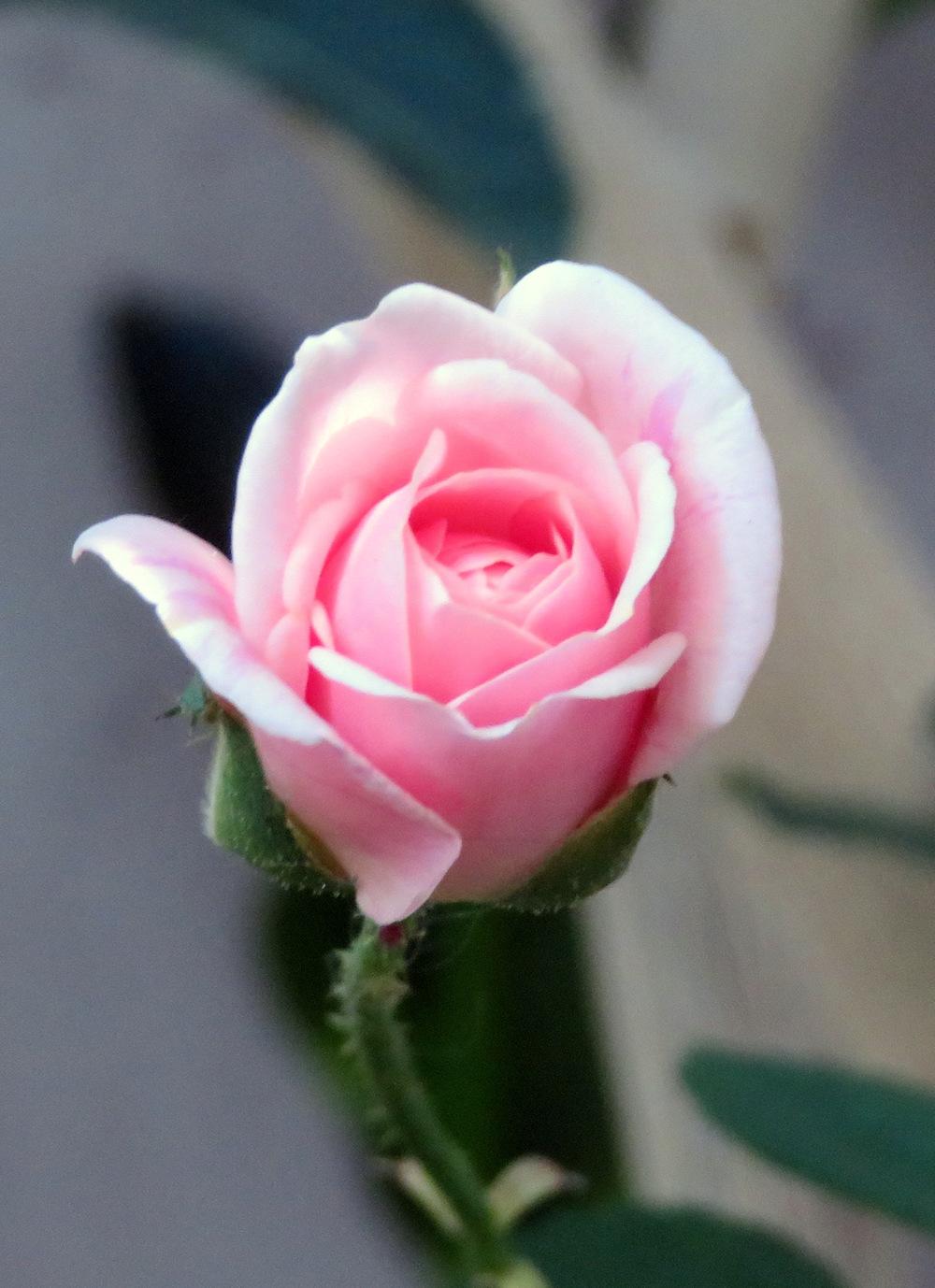 Photo of Polyantha Rose (Rosa 'Cecile Brunner') uploaded by JulieB