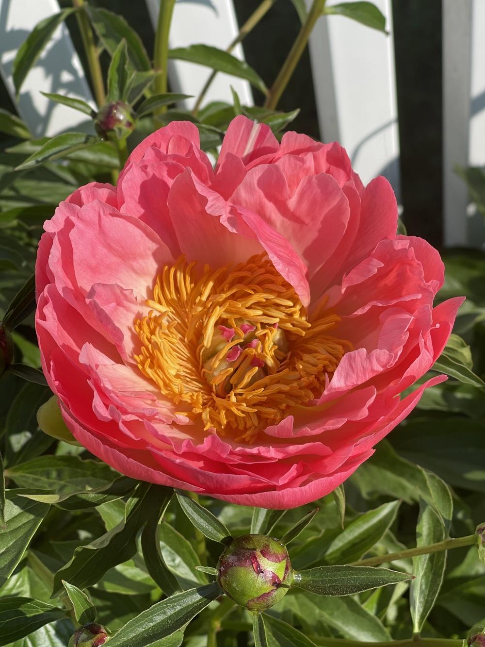Photo of Peony (Paeonia 'Coral Sunset') uploaded by Minyatur