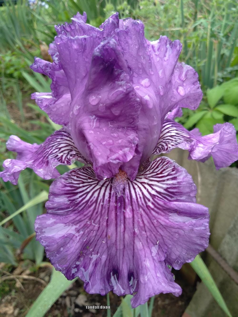 Photo of Tall Bearded Iris (Iris 'Mulberry Magic') uploaded by arilbred