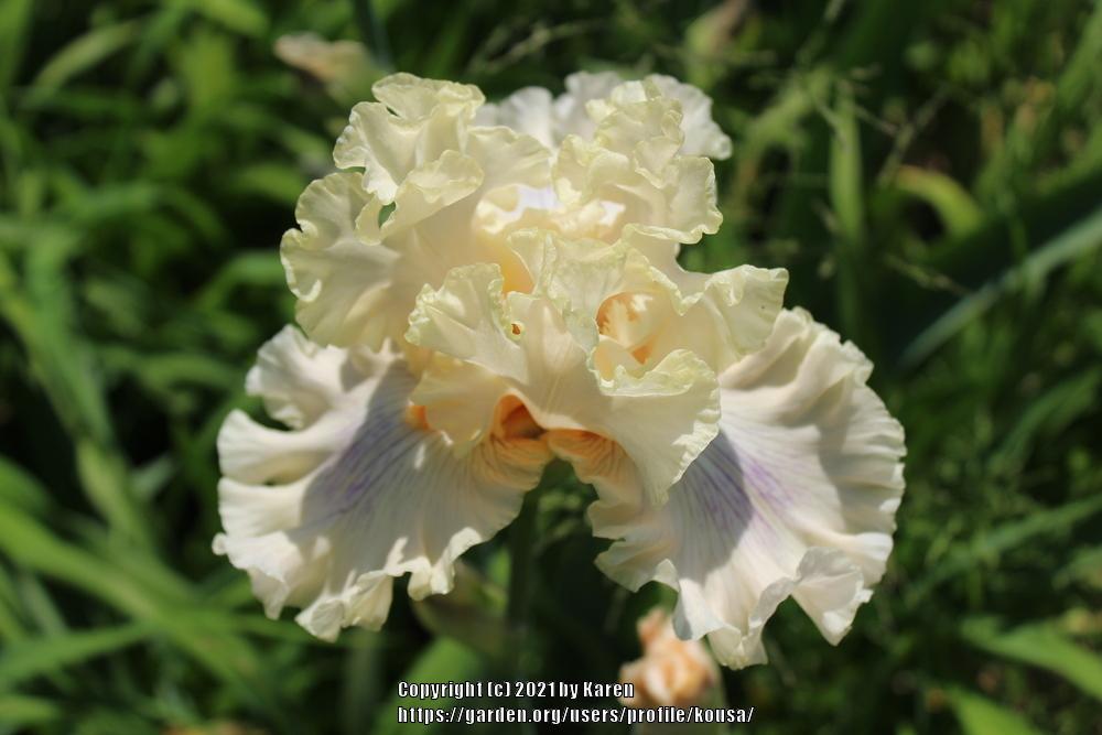 Photo of Tall Bearded Iris (Iris 'Matters of the Heart') uploaded by kousa