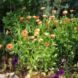 Location: Our garden, Decatur, GA
Date: 2021-05-16
Pot Marigold (Calendula officinalis 'Zeolights') doing very well 