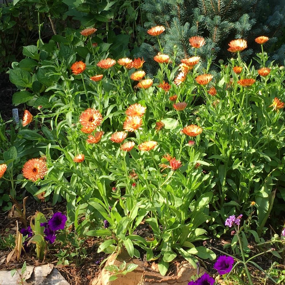 Photo of Pot Marigold (Calendula officinalis 'Zeolights') uploaded by paleohunter