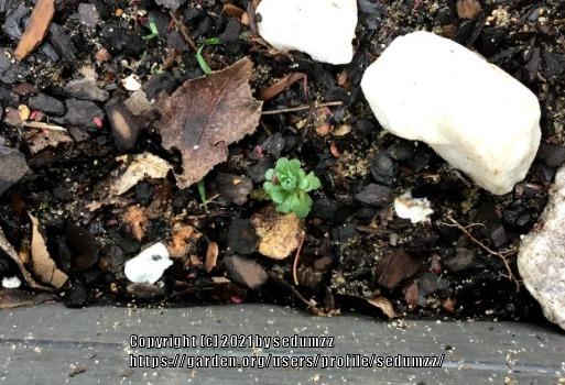 Photo of Cliff Stonecrop (Sedum glaucophyllum) uploaded by sedumzz