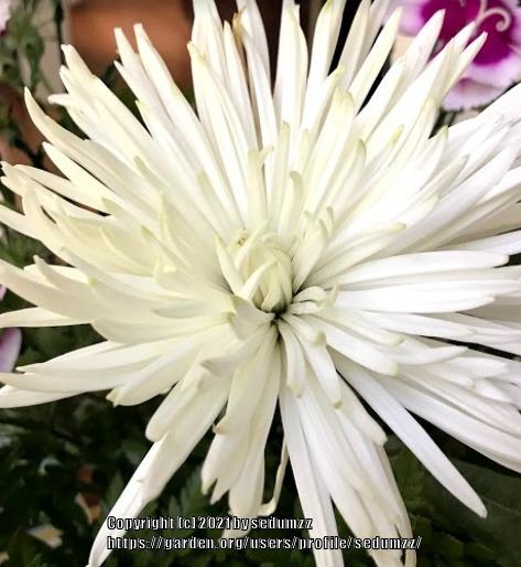 Photo of Chrysanthemum uploaded by sedumzz