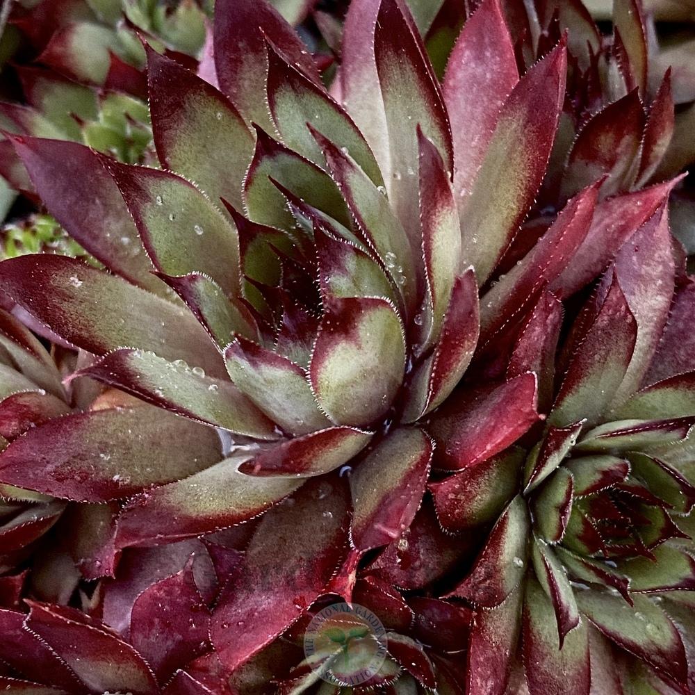 Photo of Hen and Chicks (Sempervivum 'Red Cloud') uploaded by springcolor