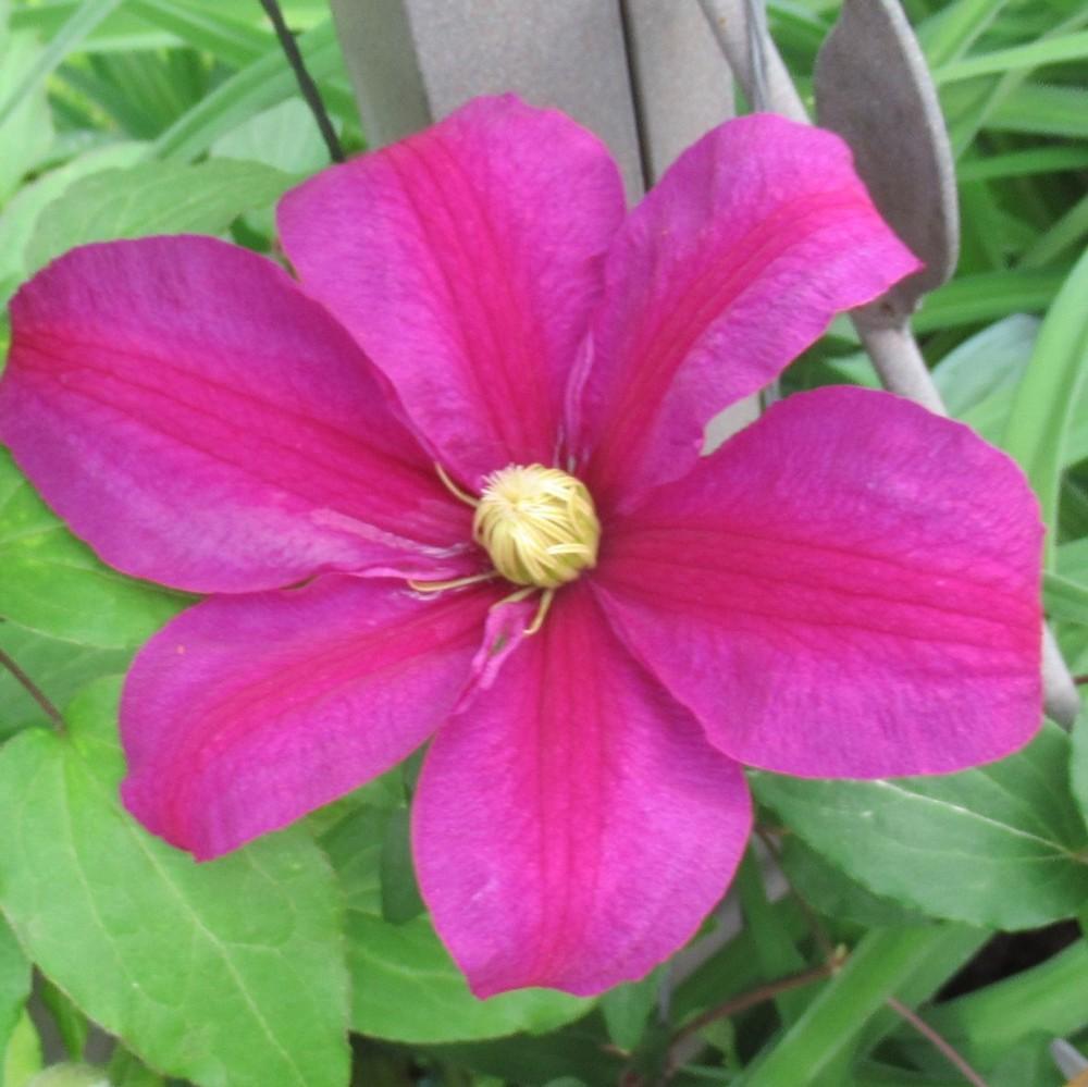 Photo of Clematis 'Sunset' uploaded by stilldew