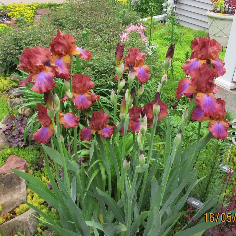Photo of Tall Bearded Iris (Iris 'Terre de Feu') uploaded by stilldew
