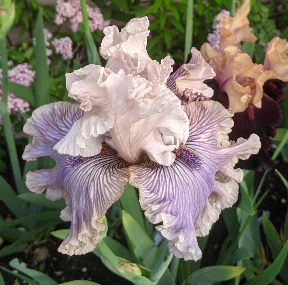 Photo of Tall Bearded Iris (Iris 'Haunted Heart') uploaded by Artsee1