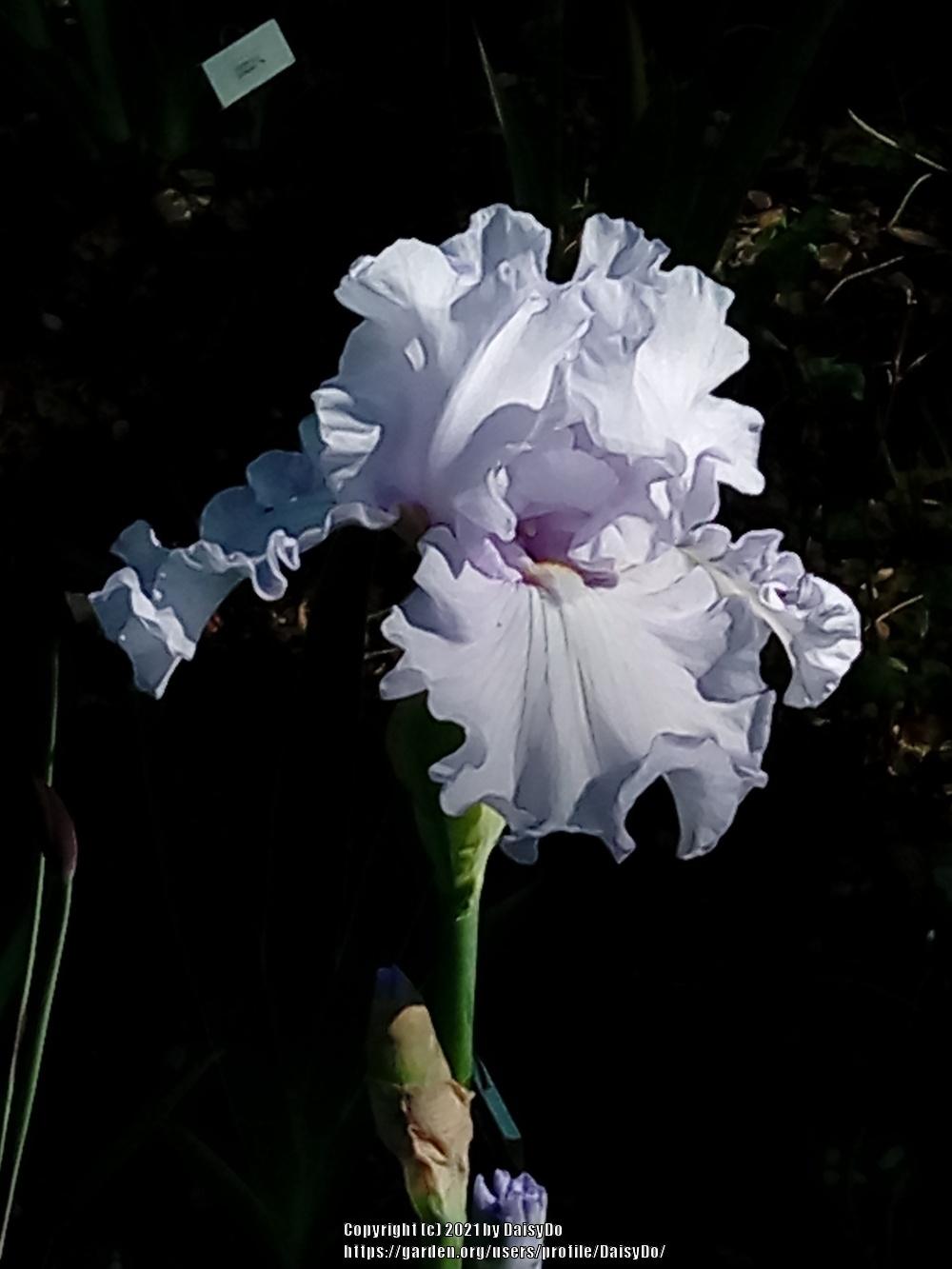 Photo of Tall Bearded Iris (Iris 'Silverado') uploaded by DaisyDo
