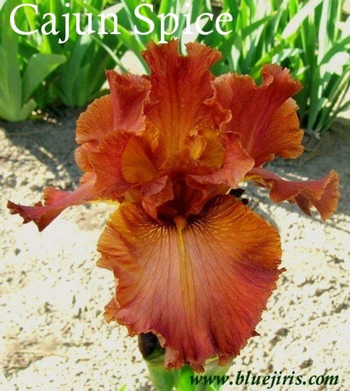 Photo of Tall Bearded Iris (Iris 'Cajun Spices') uploaded by DaylilySLP