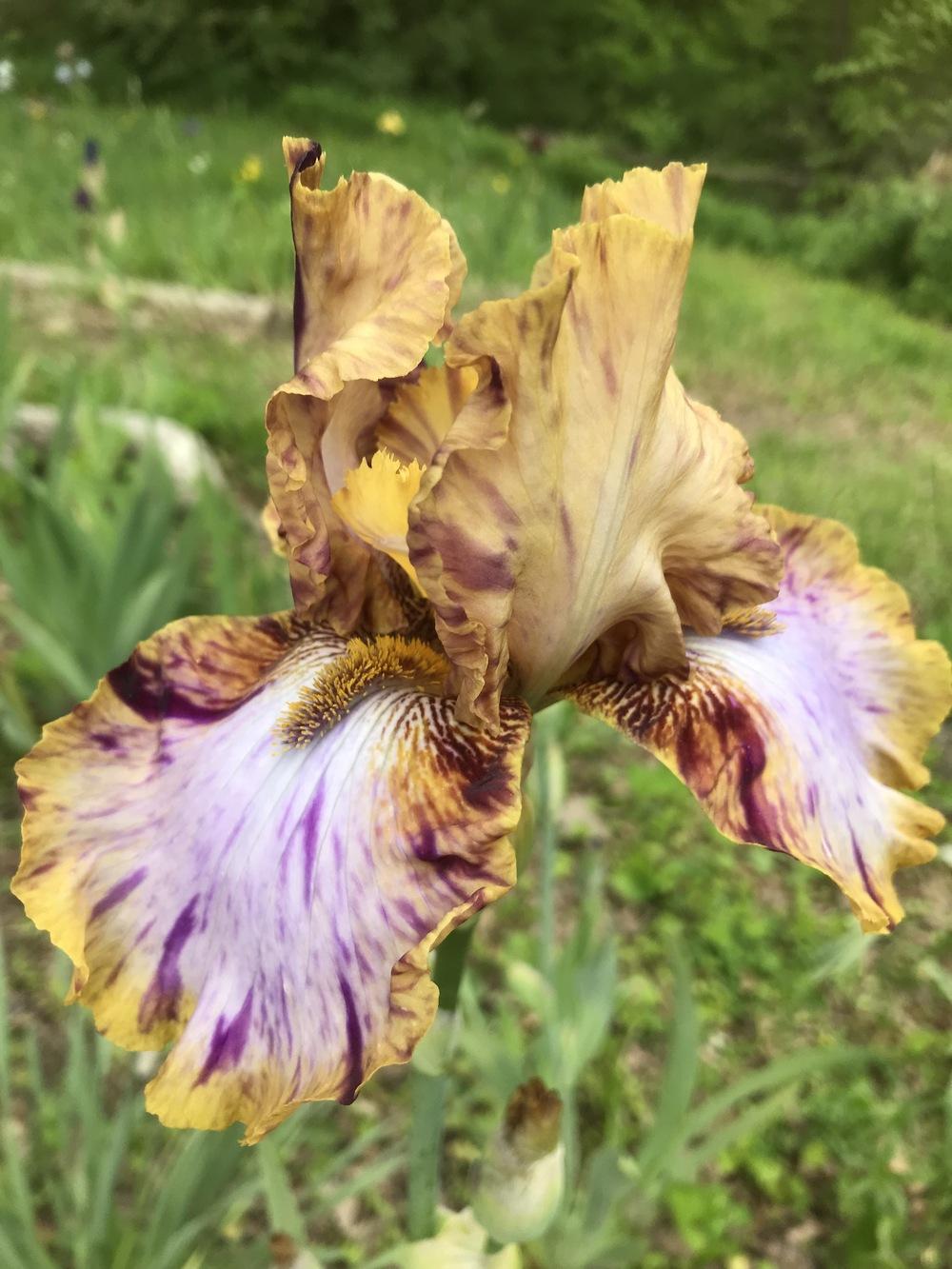 Photo of Tall Bearded Iris (Iris 'Toucan Tango') uploaded by DonnaKribs