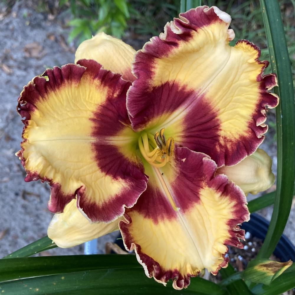 Photo of Daylily (Hemerocallis 'Can't Touch This') uploaded by GaNinFl