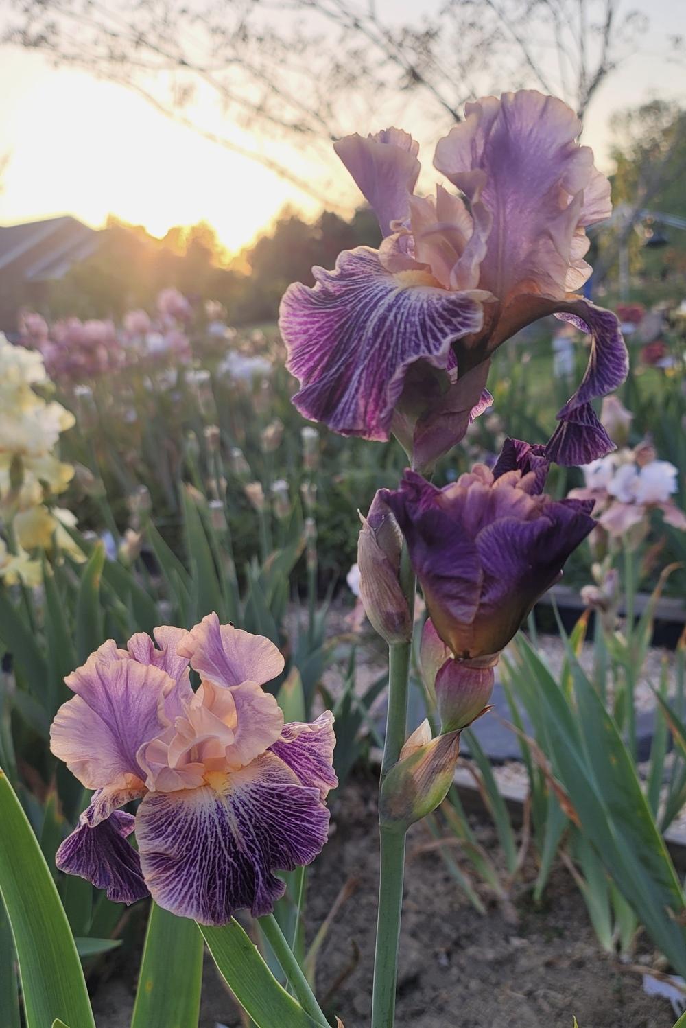 Photo of Tall Bearded Iris (Iris 'Elizabethan Age') uploaded by Islandview