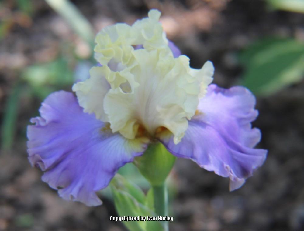 Photo of Tall Bearded Iris (Iris 'Dancing Days') uploaded by Ivan_N_Tx