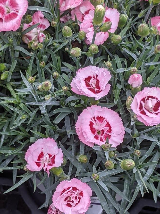 Photo of Pinks (Dianthus Scent First® Raspberry Surprise) uploaded by Joy