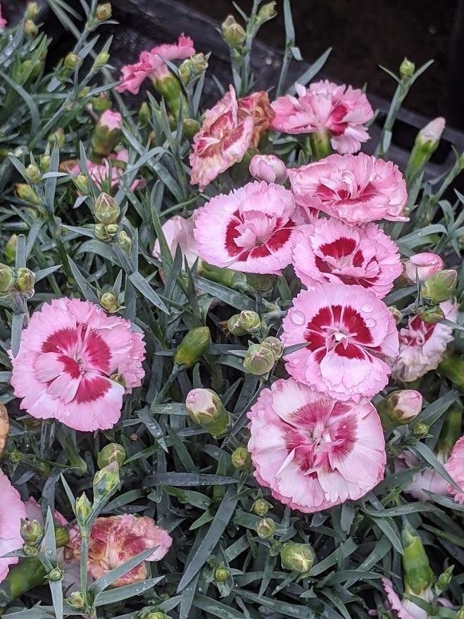 Photo of Pinks (Dianthus Scent First® Raspberry Surprise) uploaded by Joy