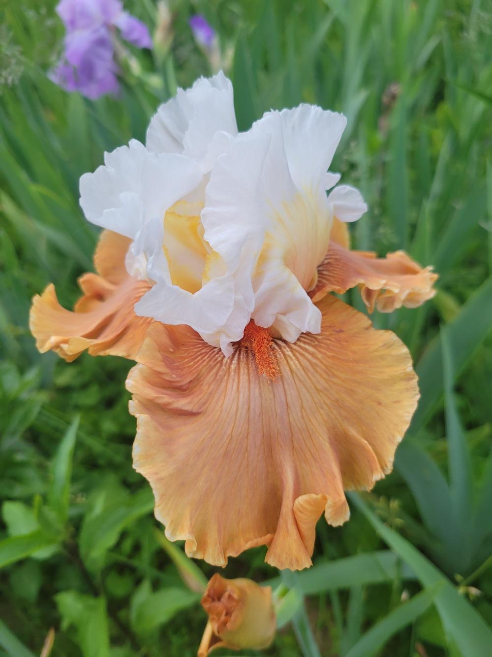 Photo of Tall Bearded Iris (Iris 'Ginger Ice') uploaded by KyDeltaD