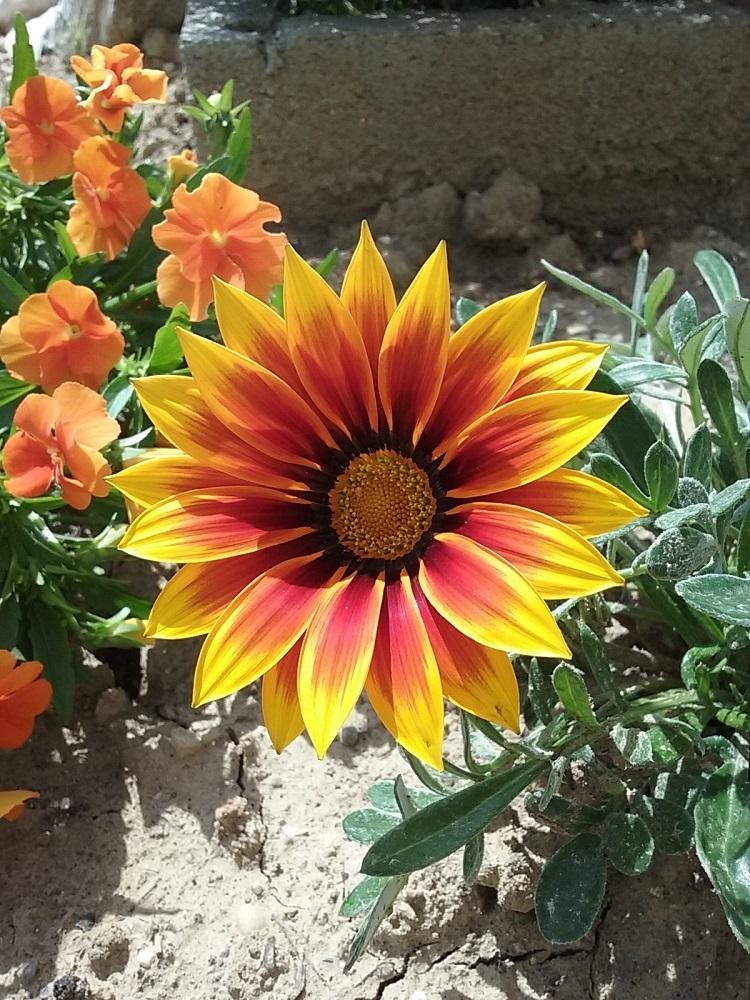 Photo of Treasure Flower (Gazania) uploaded by Lucius93