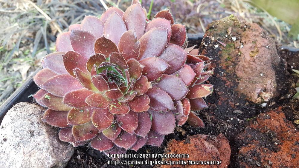 Photo of Hen and Chicks (Sempervivum 'Director Jacobs') uploaded by Macrocentra