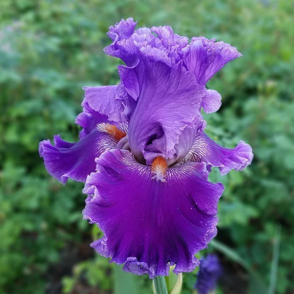 Photo of Tall Bearded Iris (Iris 'Louisa's Song') uploaded by OrganicJen