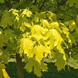 Location: Hidden Lake Gardens, Michigan
Date: 2021-05-14
Acer platanoides Princeton Gold® - Not surprisingly, the leaves 