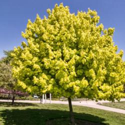 Location: Hidden Lake Gardens, Michigan
Date: 2021-05-14
Acer platanoides Princeton Gold® - Starting its 10th growing sea