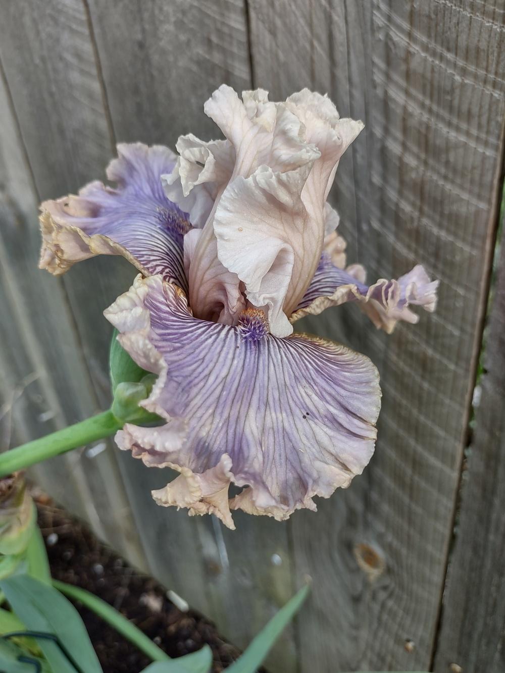 Photo of Tall Bearded Iris (Iris 'Haunted Heart') uploaded by lvitanova