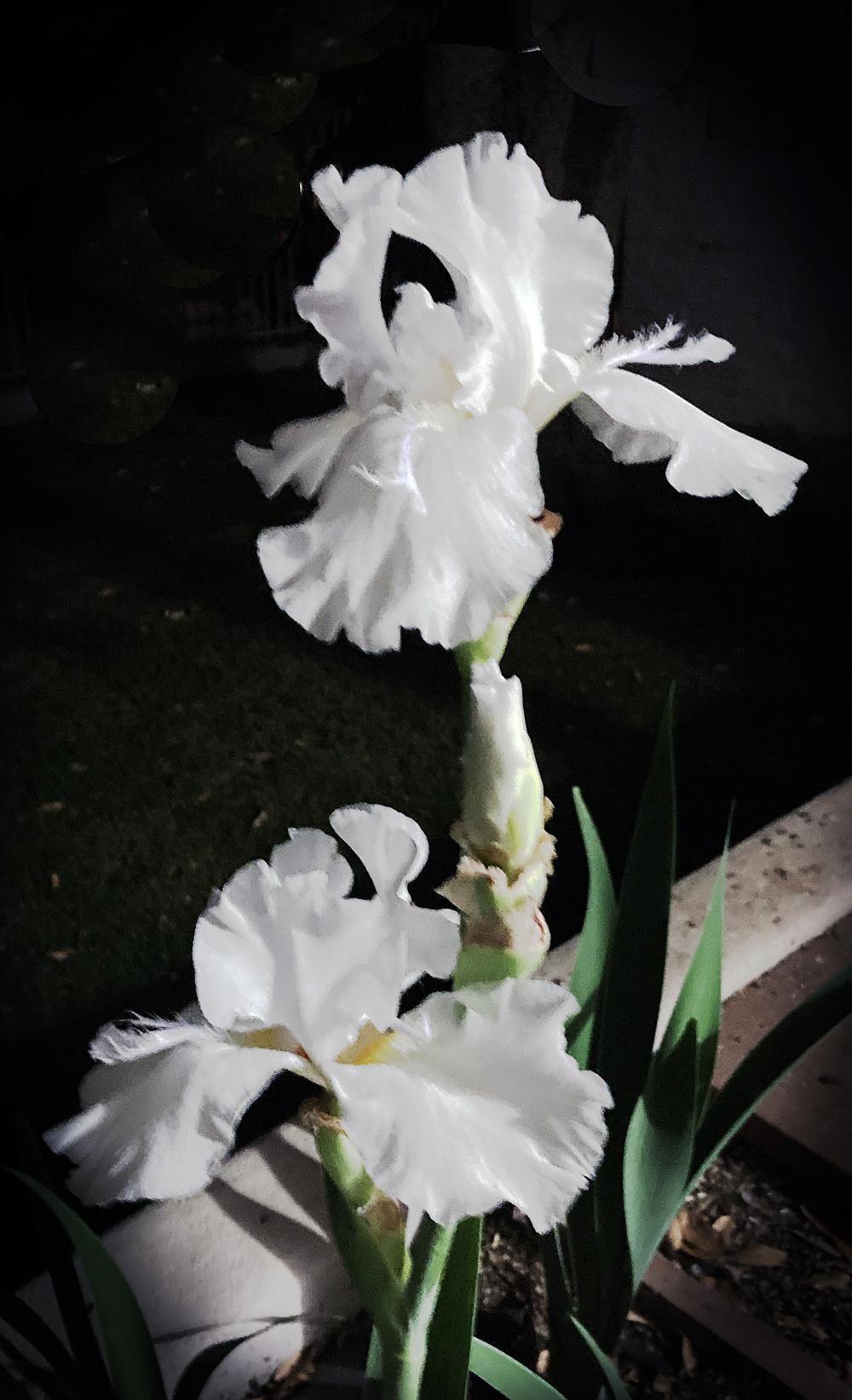 Photo of Tall Bearded Iris (Iris 'Mesmerizer') uploaded by marysp