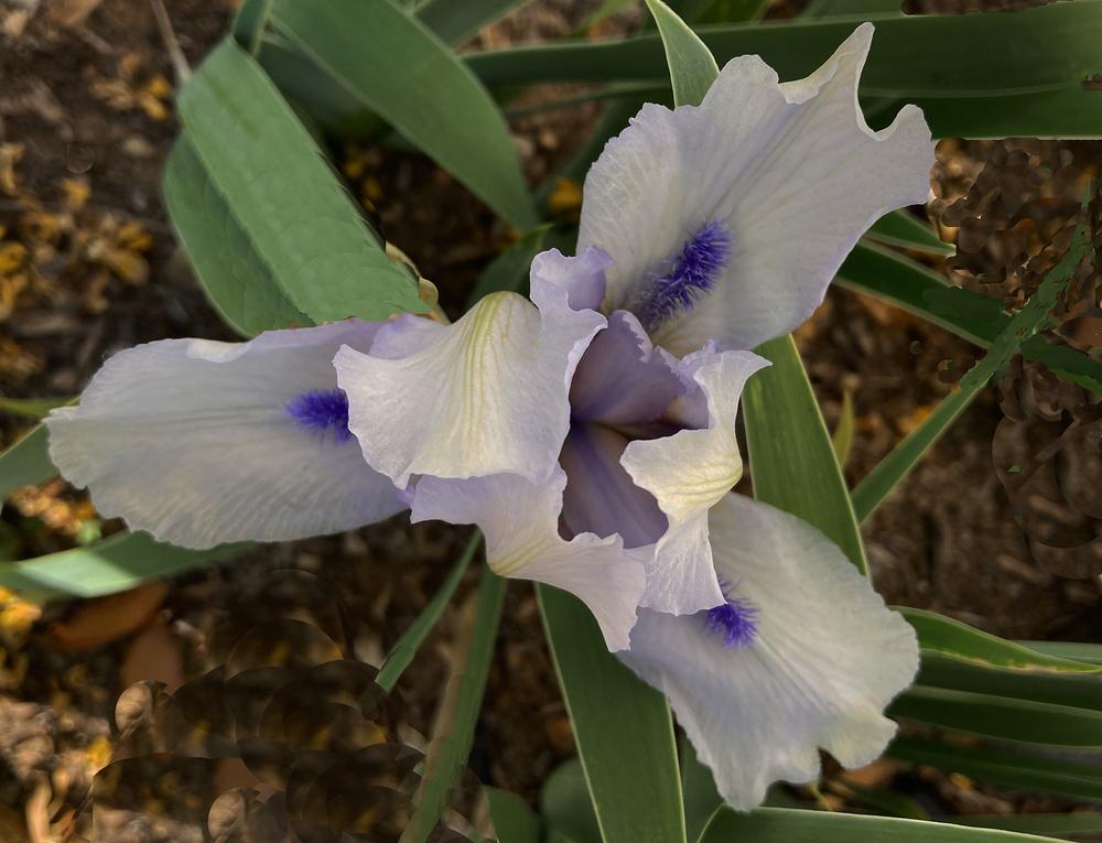 Photo of Standard Dwarf Bearded Iris (Iris 'Forever Blue') uploaded by marysp